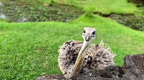 Nandou d'Amérique au parc Victor Schneider à Gramado, Rio Grande do Sul, en novembre 2020.