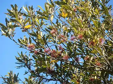 Braches d'arbre couvertes de fleurs.