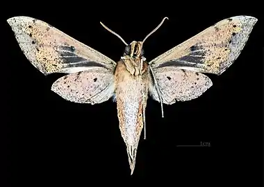 Rhagastis albomarginatus everetti Face ventrale MHNT