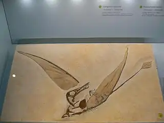 Moulage de Rhamphorhynchus muensteri.