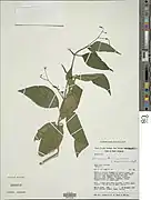 Rhinacanthus virens.