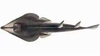 Rajiformes  (Raies, Raies-guitares…)