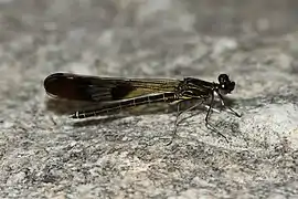 Paracypha unimaculata