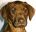 portrait d'un chiot de 3 mois Rhodesian ridgeback  nez foie yeux ambres.