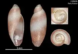 Rictaxiella debelius