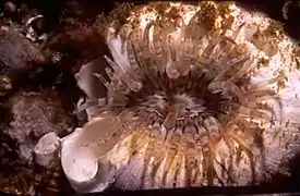 Isanthus capensis, une Isanthidae