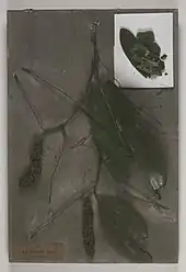 Modèle en cire en mauvais état d'un rameau feuillu portant deux grappes de fruits, avec des débris de feuilles, sur un socle gris poussiéreux.