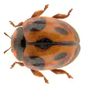 Rodolia cardinalis, une Ortaliinae.