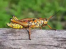 Romalea microptera (Romaleidae)