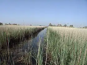 Image illustrative de l’article Marais audomarois