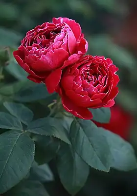 Image illustrative de l’article Baron Girod de l'Ain