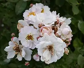 Image illustrative de l’article Daphne (rose)