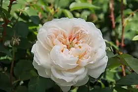 Image illustrative de l’article Glamis Castle