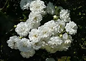 ʽGuirlande d'Amour’ (Lens, 1993).