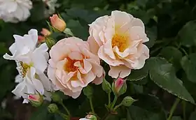 Image illustrative de l’article Penelope (rose)