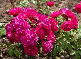 'Pierre Cormier' (1926), à l'Europa-Rosarium de Sangerhausen.