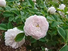 Image illustrative de l’article Pompon Blanc Parfait