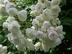 Image illustrative de l’article Princesse Louise