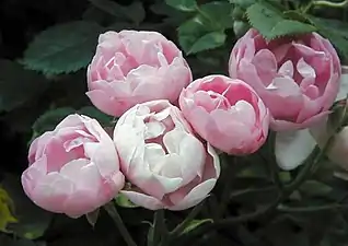 Image illustrative de l’article Raubritter