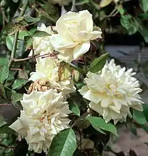 'Rêve d'Or' (Ducher 1869).