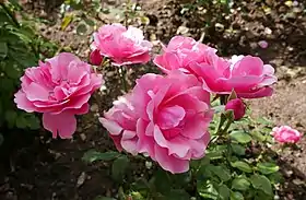 Image illustrative de l’article Rosamunde (rose)