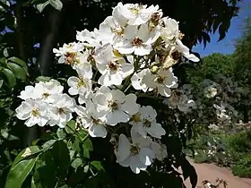 Image illustrative de l’article Seagull (rose)