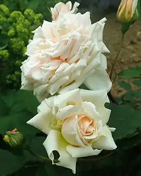 Image illustrative de l’article Comtesse de Noghera