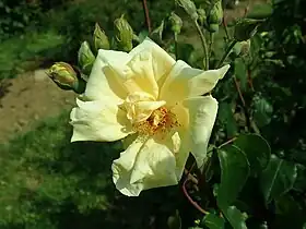 Image illustrative de l’article Francesca (rose)