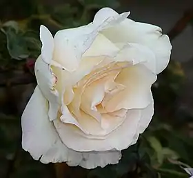 'Garden Party' Swim 1959, à la roseraie de San Jose Heritage Rose Garden.