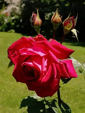 Image illustrative de l’article Karl Herbst