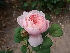 Image illustrative de l’article Queen of Sweden