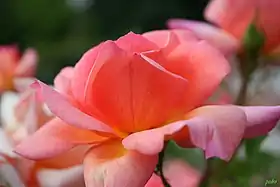 Image illustrative de l’article Prestige de Lyon