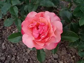 Image illustrative de l’article Résurrection (rose)