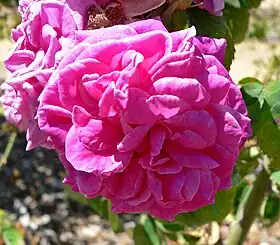 Image illustrative de l’article Souvenir de Lucie