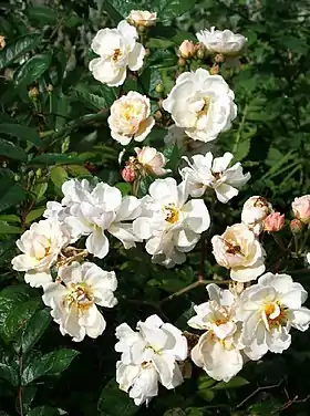 Image illustrative de l’article Trier (rose)