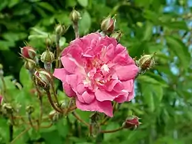 Image illustrative de l’article Wartburg (rose)