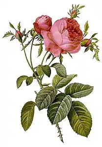 Rosa ×centifolia.