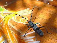 Photographie d'un coléoptère noir et gris, sur un planche de bois colorée.