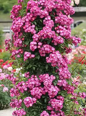 Image illustrative de l’article Dentelle de Bruxelles