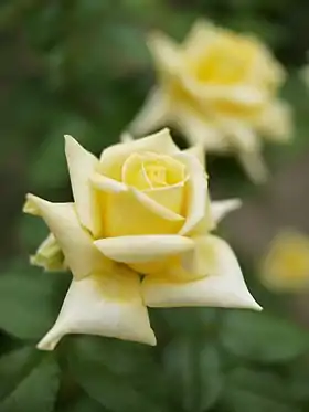 'Golden Emblem' 1916