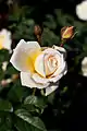 Rose 'Moonsprite' (Swim 1956), 'Sutter's Gold' x 'Ondine'