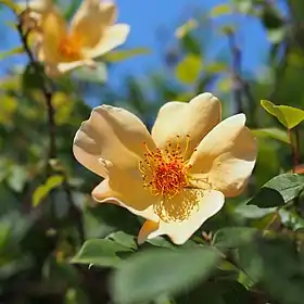 Image illustrative de l’article Mrs Oakley-Fisher