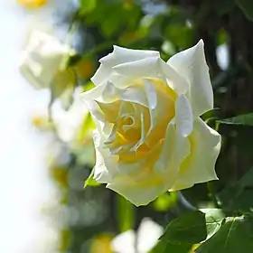 Image illustrative de l’article Lemon Pillar