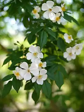 Image illustrative de l’article Pleine de Grâce