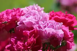 'De la Grifferaie' 1845, groupe: Hybride polyantha.