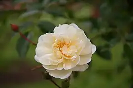 ‘Albéric Barbier’, 1900