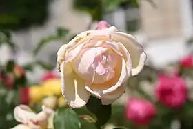 Image illustrative de l’article Comtesse de Cassagne