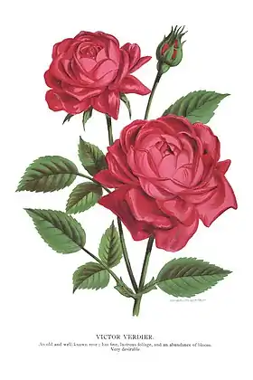 Image illustrative de l’article Victor Verdier