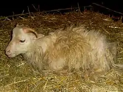 Jeune roslag au repos.