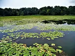 Parc urbain national de la Rouge